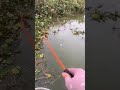 memancing ikan di dekat tanaman enceng gondok#shorts#video#mancing