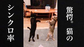 【驚愕】動きがシンクロするかわいい子猫兄弟【瀕死の保護猫・子猫動画】