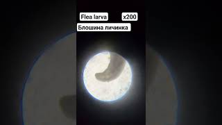 Flea larva Личинка блохи