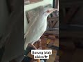 Burung jalak albino #albino #burung #burungjalak #jalakalbino