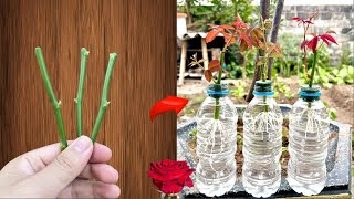 Propagate rose cuttings with water they suddenly take root and sprout like crazy overnight.