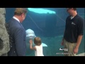 beluga whale photobombs governor of connecticut