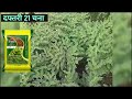 दफ्तरी 21 चना की उन्नत किस्म की संपूर्ण जानकारी daftari 21 chana unnat kism chana ki unnat kism