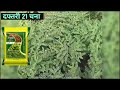 दफ्तरी 21 चना की उन्नत किस्म की संपूर्ण जानकारी daftari 21 chana unnat kism chana ki unnat kism