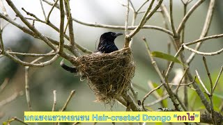 🕊 รังเล็กไปไหม หัวก็โผล่ หางก็โผล่⁉️…นกแซงแซวหงอนขน Hair-crested Drongo…กกไข่