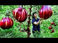 How to Harvest Red Eggplant, Goes To The Market Sell - Harvesting and Cooking | Tieu Vy Daily Life