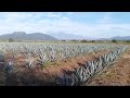 cultivo de agave🌱 la estrella jalisco. mexico