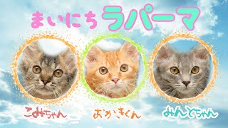 ［世界一の子猫の成長日記］まいにちラパーマ総集編 LaPerm Everyday