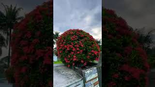 Huge Round-Shaped Ixora Coccinea | #santan (jungle geranium)