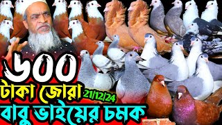 600 টাকা জোরা কবুতর কিনুন 100% গ্যারান্টি সহ কবুতর বিক্রি হবে || সবচেয়ে কম দামে ফেন্সি কবুতর বিক্রি