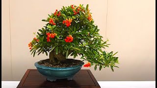 【BONSAI　盆栽展・可児市】　岐阜県可児市　2024年10月20日（日）