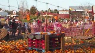 Pumpkin Madness at Cox Farms 2009