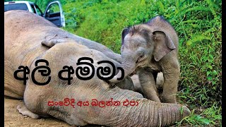 අලි අම්මා    සංවේදී අය බලන්න එපා Future of Nature