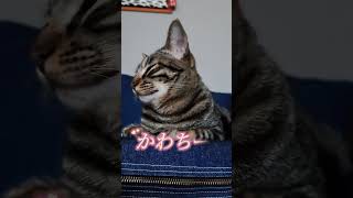 ゆっくり瞬きすると誰でも可愛くなるらしい#shorts #猫 #cat #猫のいる暮らし