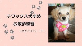 【チワックス犬ゆめ】全く歩かないお散歩練習～初めてのリード～