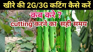 खीरे की 2G/3G कटिंग कैसे करे ||khire ki 3g cutting|| khire ki 2G cutting