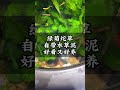 🚀什麽是一坨成景？只需要一個大坨綠菊，就是一道美麗的風景線！ 魚缸造景 魚缸 生態魚缸 玻璃缸中的大自然 養魚養心