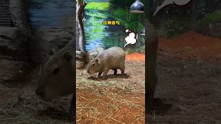 capybara 卡皮巴拉 自律頂流水豚君充實的一天vlog📝 #capybara #水豚 #水豚君 #卡皮巴拉 #呆萌 #cute #可愛い #萌寵 #療癒 #short