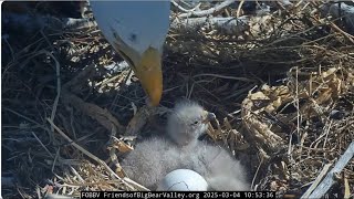 @FOBBVCAM Jackie feeds a chick for the first time 04.03.2025