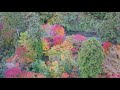 愛知県紅葉ランキング上位！大井平公園の紅葉2020 11 5 autumn leaves in japan