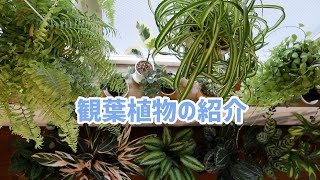 【観葉植物】窓際に置いている植物達を紹介します★2020.10月