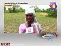 கால்நடைகளுக்கு உணவாகும் பயிர்கள் பெரம்பலூர் reporter 18 news18tamilnadu