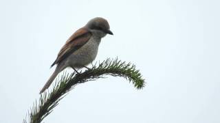 Neuntöter (Lanius collurio). Eifel bei Büchel