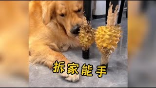 你家貓狗也喜歡拆家嗎Does your dog and cat like to tear down your house