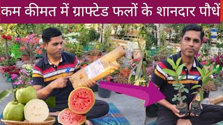 Grafted Fruit Plants in Low Price || Buy online Fruit Plants || Unboxing Fruit Plants