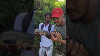 நாட்டு விரால் மீனுக்கும் அவுரி மீனுக்கும் உள்ள வித்தியாசம் country snakehead vs Bull eyes snakehead