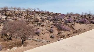 モンゴルアーモンド見頃　内モンゴル・ウラド草原