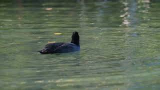 Plongeon de la Foulque macroule par un beau matin d'automne - Fulica Atra