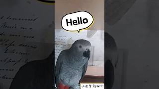 African grey parrot says\