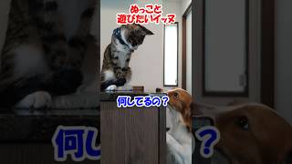 ぬっこと遊びたいイッヌ【保護猫】【コーイケルホンディエ】