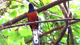 White rumped Shama singing