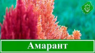 🌾 Цветок амарант – посадка и уход, выращивание амаранта; вред и польза амаранта