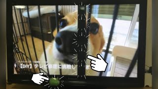 【DIY】テレビ修理に挑戦したら10年分の埃(ホコリ)が出てきました👷‍♂️