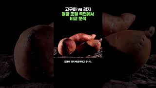 고구마 vs 감자, 혈당 조절 측면에서 비교 분석