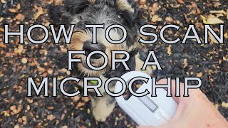 How to scan for a pet microchip