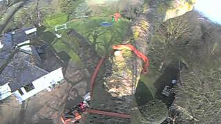 Big Poplar Rigging Tree surgeon climbs a 100ft tall tree