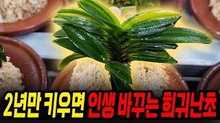 퇴직걱정.노후준비 겁난다면 풍란.부귀란 어떠세요?  두엽  봉옥호로 2년만에 차 바꿉니다 !!