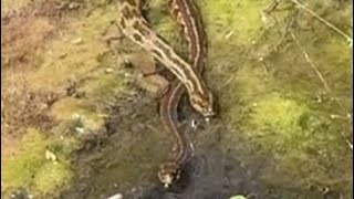 Behaviors and Individual Variations of the Salt Marsh Snake, Nerodia clarkii.