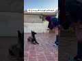 شنو سميت الكلب ديالك ؟ 😍 اكسبلور كلاب malinois تيك_توك مالينوا حيوانات explore doglover