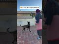 شنو سميت الكلب ديالك ؟ 😍 اكسبلور كلاب malinois تيك_توك مالينوا حيوانات explore doglover