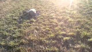 Deer Down 145 yard takedown