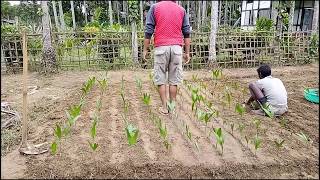 सुपारी के पौधे को कैसे बड़ा करें / How to grow up a plant of betelnut