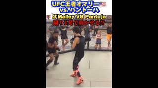 【UFC】オマリーVsパントーハ O'Malley Vs Pantoja! 蹴り1発で効かせる!? バンタム級vsフライ級