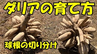 ダリアの育て方　球根の切り分け 　How to grow dahlias.