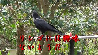 野鳥のネコとカラス対策