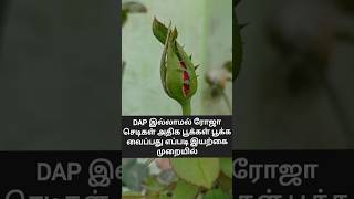 ரோஜா செடி அதிக பூ பூக்க tips Part 1